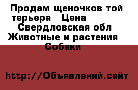 Продам щеночков той терьера › Цена ­ 3 500 - Свердловская обл. Животные и растения » Собаки   